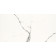 Seinälaatta Carrara Maxi rect 300 x 600 mm 